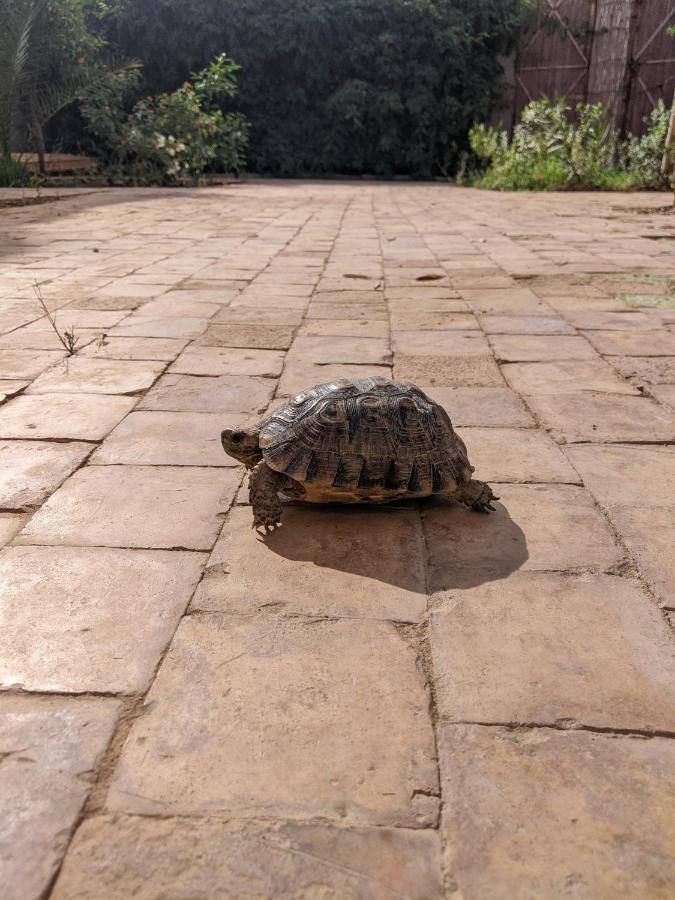 Vakantiehuis Dar Saafia